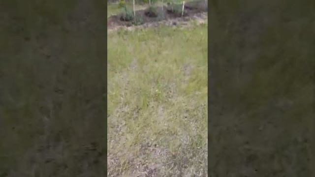 дача с нуля 6-я серия. Дачная беседка из поддонов своими руками. Бюджетная беседка. участок 8 соток смотреть онлайн