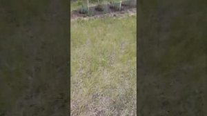 дача с нуля 6-я серия. Дачная беседка из поддонов своими руками. Бюджетная беседка. участок 8 соток