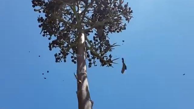 Magueyes germinados en la propia flor смотреть онлайн