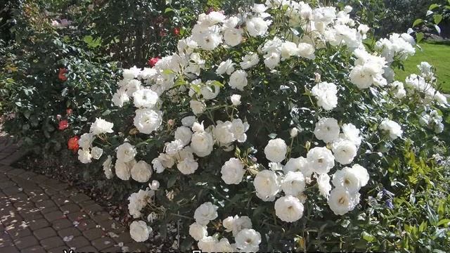 Роза Шнеевитхен (Schneewittchen) — описание культуры смотреть онлайн