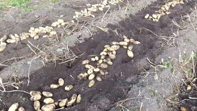 Картофель Тайфун- не только под сеном ,но и в земле !!! смотреть онлайн