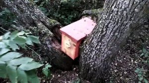 Залетел рой, Украли ловушки с роями