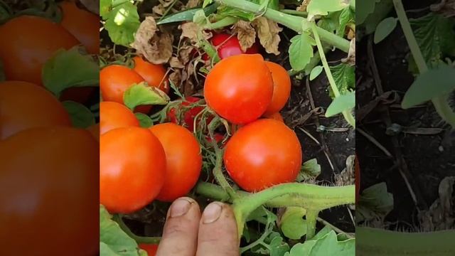 Помидор Рио Гранде. смотреть онлайн