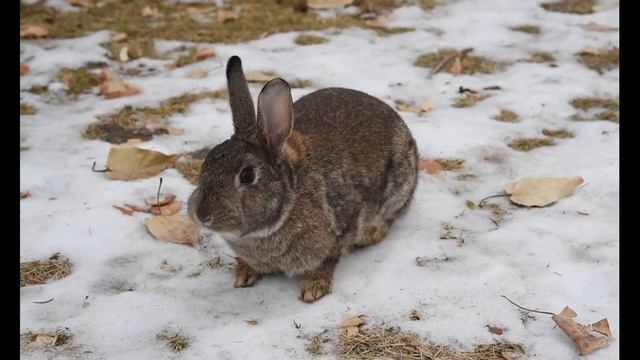 Звук зайца/Какой звук издаёт заяц / Голос зайца / Cry hare, hare sound смотреть онлайн