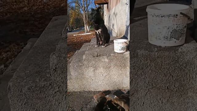 Пальма и её 7 щенят завтракают. смотреть онлайн