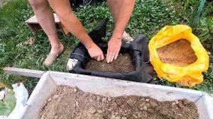 как правильно посадить Нимфеи в пруд