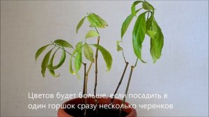 Пахистахис фото цветения, уход и размножение пахистахиса черенками