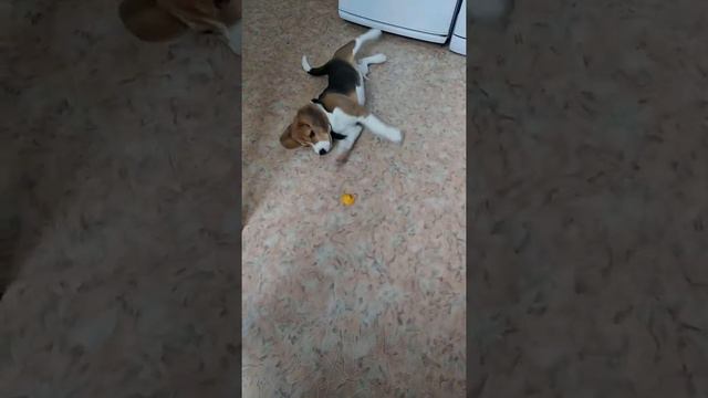 Бигль с лимоном смотреть онлайн