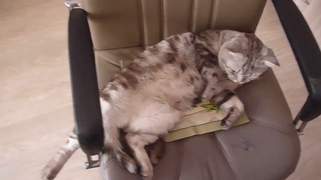 Лови момент Кот покоривший интернет 21 12 2014 смотреть онлайн