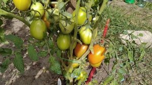 Томат Столыпин /  Урожайный, устойчивый от болезней