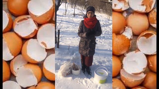 Яичная скорлупа - натуральное удобрение для огорода. смотреть онлайн