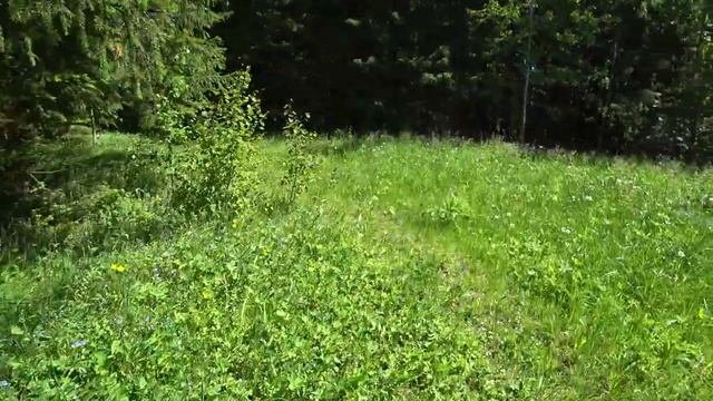 Поход в лес 14 июня 2022. Жара. Пермь. 2ч. смотреть онлайн