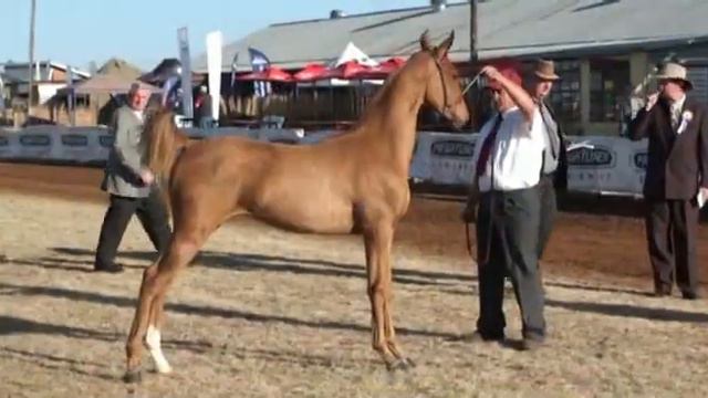 American Saddlebred Donna Rose Weanling Filly смотреть онлайн