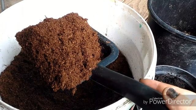 Мульчирование роз в зиму,удобрение, уход за розой,для пышного цветения на будущий год смотреть онлайн