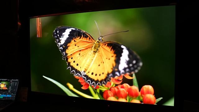 Flanders Scientific XMP550 55" QD-OLED HDR Mastering Monitor First Look at Cine Gear 2023 смотреть онлайн