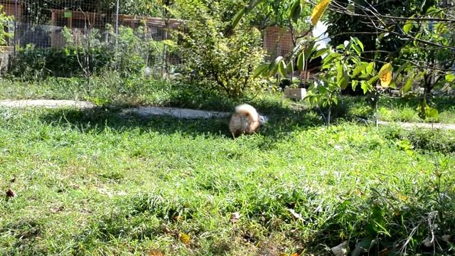 белый цвергшнауцер Решающий Аргумент 2 мес смотреть онлайн