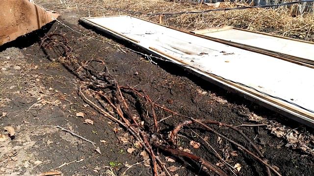 открываю виноградник после зимовки смотреть онлайн