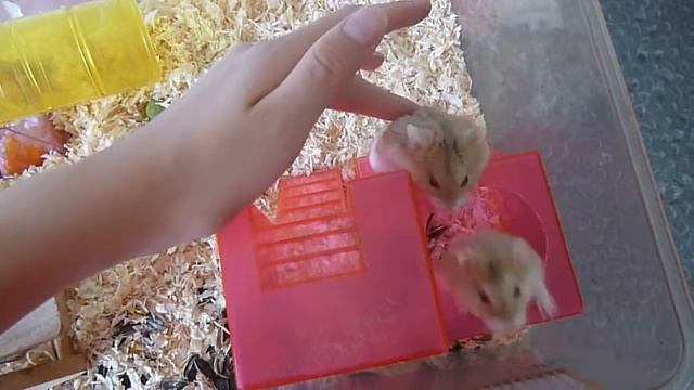 Hamster Playground (1) смотреть онлайн