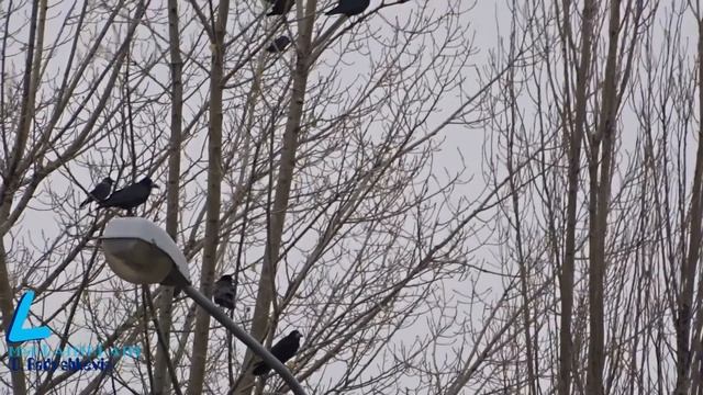 Грачи и галки подкрепляются в Москве перед перелетом смотреть онлайн
