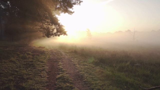 Пение птиц. Рассвет в Лесу. Релакс музыка. Быстрый и глубокий сон смотреть онлайн