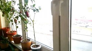 Как вырастить перцы на балконе ЗИМОЙ? Да очень просто! Спросите у моей мамы)