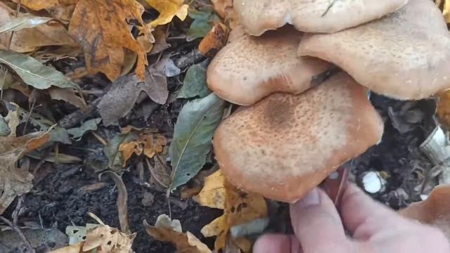 грибы опята