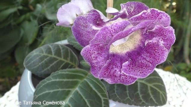 Глоксиния Рапунцель х Чёрная пантера. Цветение, 6 месяцев от посева. смотреть онлайн