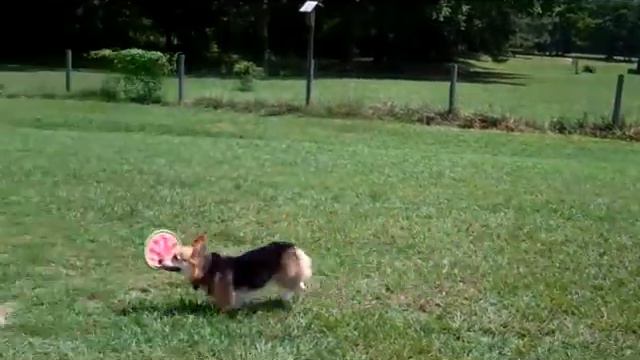 Corgi Frisbee смотреть онлайн