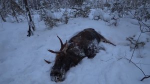 Снова в тайгу! Охота на лося.
