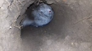 Вольер для кроликов, роют норы