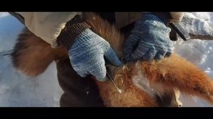 Некоторые нюансы сьемки шкуры лисы