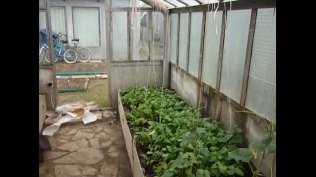 Супер идея для полива растений в теплице. Капельный полив смотреть онлайн