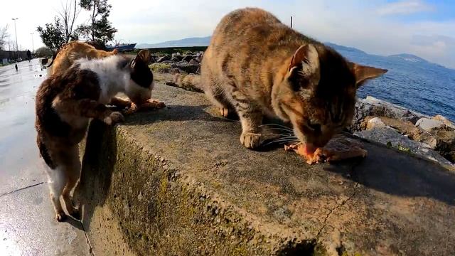 Feeding 1000 cats in 1 month with 1000 packs of wet cat food. Section 1 смотреть онлайн