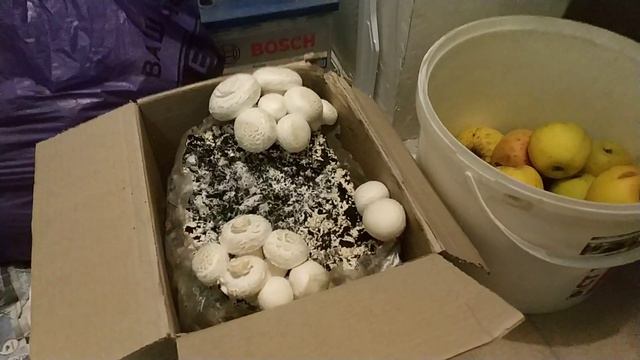 Неожиданный урожай в кладовке. Прикинь! смотреть онлайн