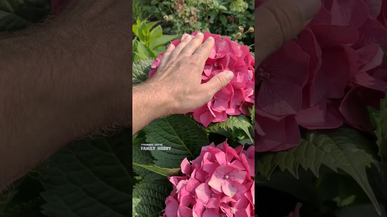 #гортензия# крупнолистная Рижская. смотреть онлайн