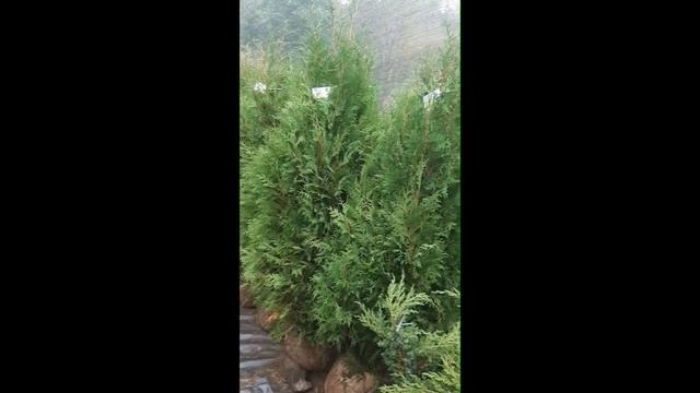 Туя западная Pyramidalis Compacta 140 160см смотреть онлайн