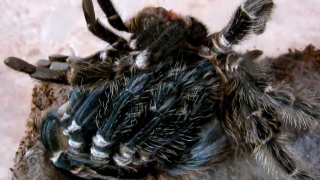 линька паука-птицееда Lasiodora parahybana (molting tarantula) смотреть онлайн