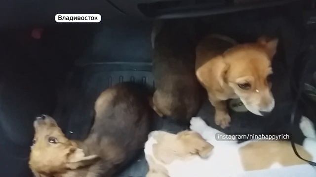 На одной из свалок Владивостока нашли щенков смотреть онлайн