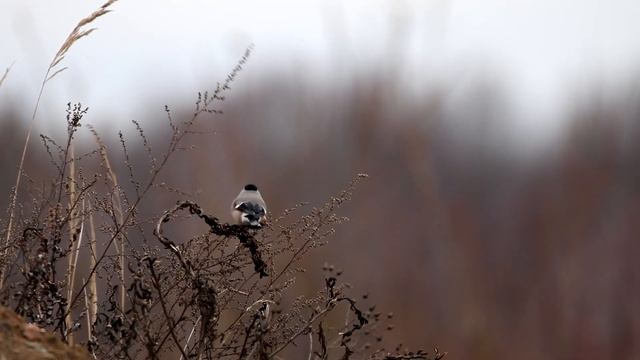 Снегири едят семена трав. Pyrrhula pyrrhula. Птицы Беларуси. смотреть онлайн