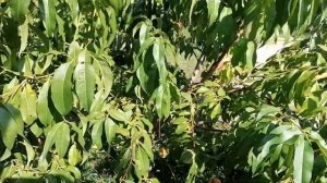 Персик - первый урожай. Сорт Белый Лебедь.