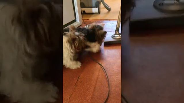 Как йорки Кнопа и Цеся пылесос атаковали; Yorkshire Terrier Attacking! смотреть онлайн