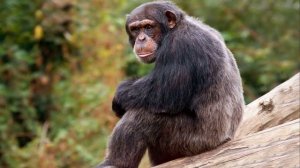 Звуки шимпанзе: как кричат обезьяны шимпанзе?
