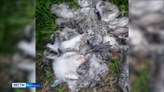 Убийство птенцов чаек орнитологи назвали неэтичным и неэффективным поступком смотреть онлайн