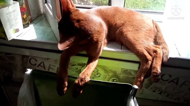 ЧУДО КОТ АБИССИНЕЦ. смотреть онлайн