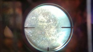 Охота на фазана с pcp винтовкой калибр 6.35 снаряд JSB 2.2г