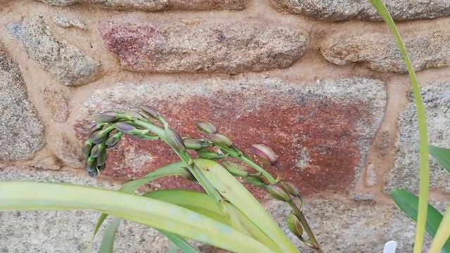 ¿Empezamos a Cuidar Cymbidium desde cero? смотреть онлайн