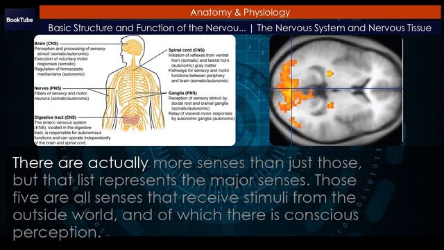 Basic Structure and Function of the Nervous System | Unit 3: Regulation, Integration, and Control смотреть онлайн