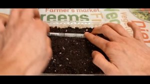 ?Посадка семян лука "Эксибишен" на рассаду #1