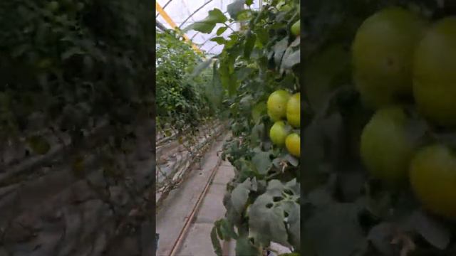 Доктор Харвест смотреть онлайн
