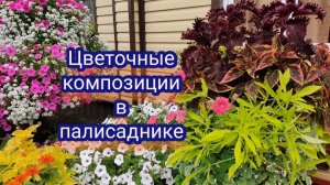 Цветочные композиции в палисаднике . Часть 3